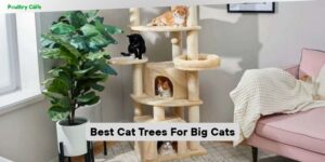 best cat trees for big cats