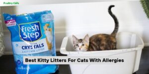 best kitty litters for cats with allergies
