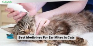 best medicines for ear mites in cats